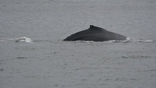 whale6.JPG
