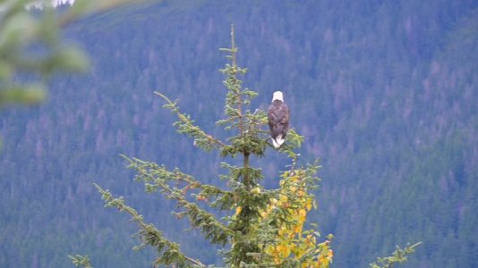 Eagle.JPG