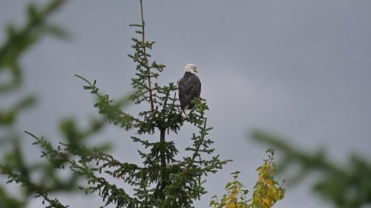 Eagle1.JPG