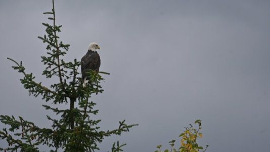 Eagle2.JPG