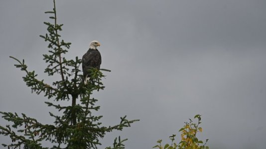 Eagle3.JPG