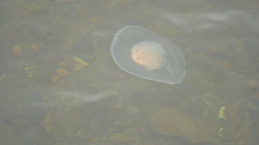 Moon Jelly.JPG