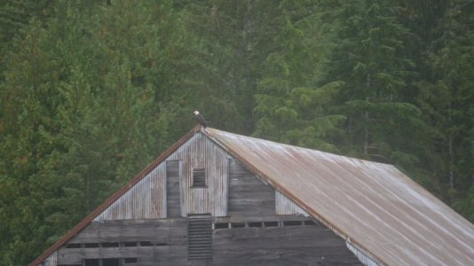 Eagle.JPG