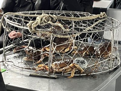 Crabs in trap.jpeg