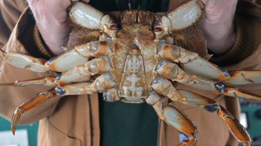 up close crab.JPG
