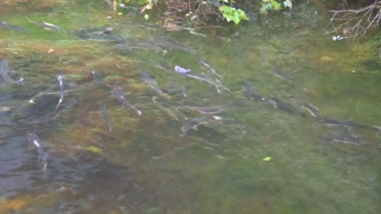 salmon.JPG