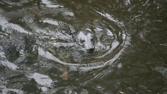 seal1.JPG