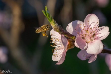 240823 Blossoms-1477.jpg
