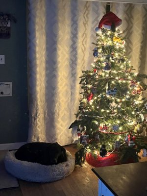tree.jpg