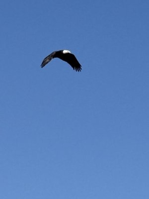 IMG_3784.jpeg