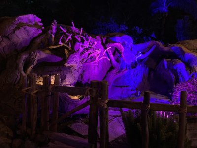 IMG_4084.jpeg