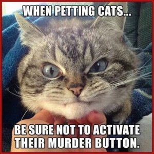 cat_meme_01.jpg