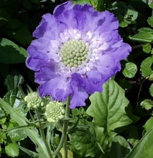 IMG_0864.JPG