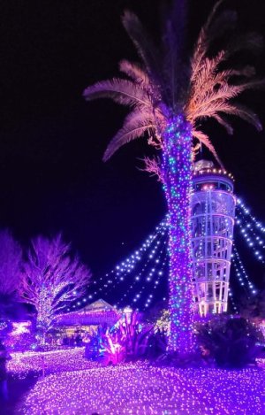 enoshima illumination.jpg