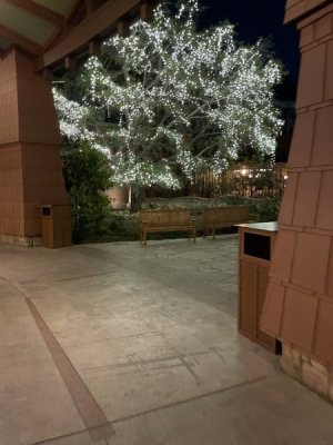 IMG_3229.jpeg