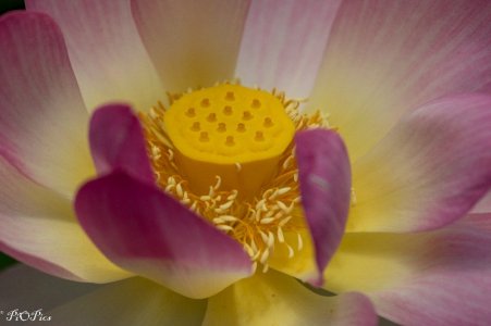 241231 Blue Lotus-3301.jpg
