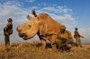 Northern WhIte Rhino.jpg