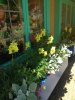 Ireland flowers.jpg
