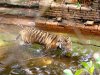 TigerorangeAK2.jpg