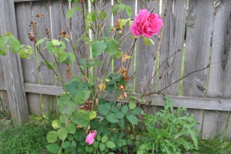 DSC_8396 (Small).JPG