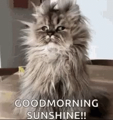 1738106881349.gif