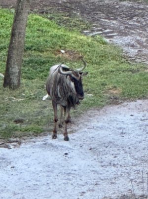 IMG_6549.jpeg