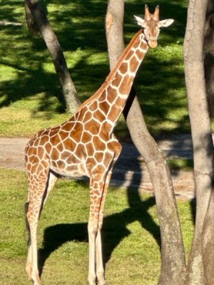 IMG_6584.jpeg