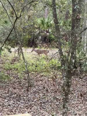 IMG_0417.JPEG