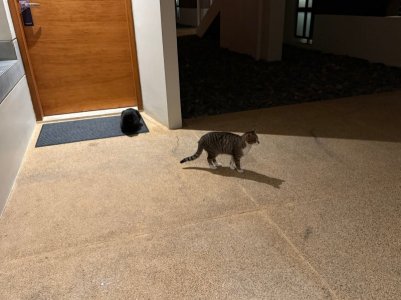 IMG_2665.jpeg