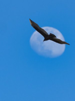vulture_P2080038.jpg