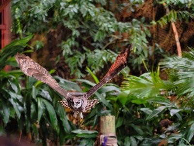 owl_1200_PC111181.jpg