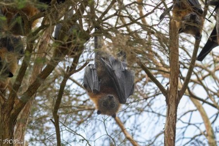 250202 FlyingFox-4229.jpg