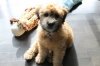 wheaten.jpg wheaten.jpg
