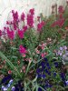 France flowers 2.jpg