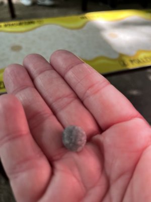 cough drop.jpeg