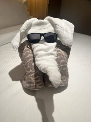 towel animal.jpeg