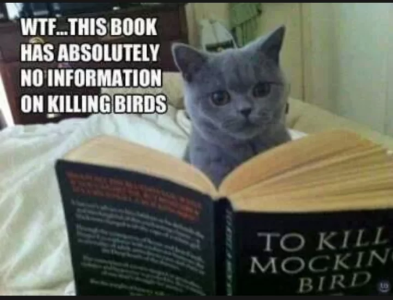 catreading.png