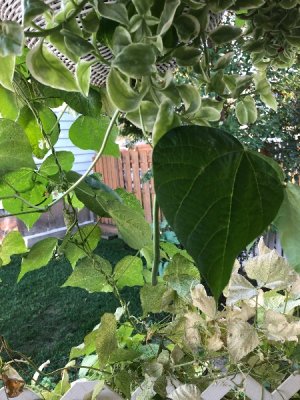 IMG_0979.jpeg