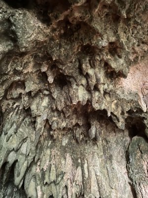 Roots cave.jpeg
