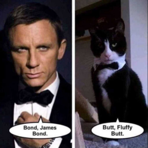 bond cat.png