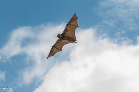 250202 FlyingFox-4188.jpg