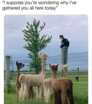 cat89.jpg