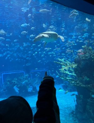 IMG_7088.jpeg
