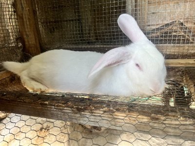 bunny.jpeg bunny.jpeg
