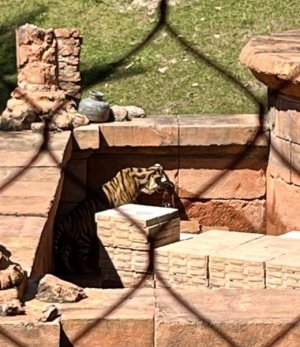 baby tiger.jpg