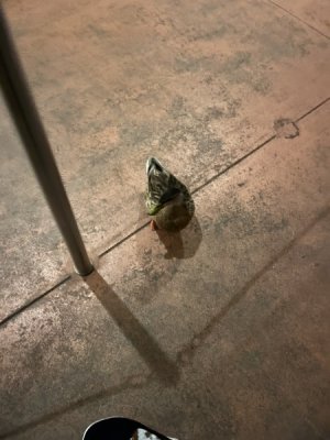 IMG_7292.jpeg
