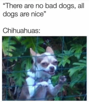 chihuahua.png