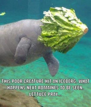 lettuce.jpg