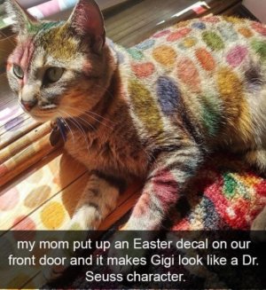 IMG_7377.jpeg