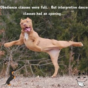 dog.jpg
